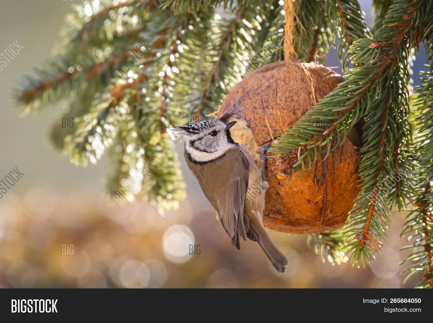 Cute European Crested Image Photo Free Trial Bigstock