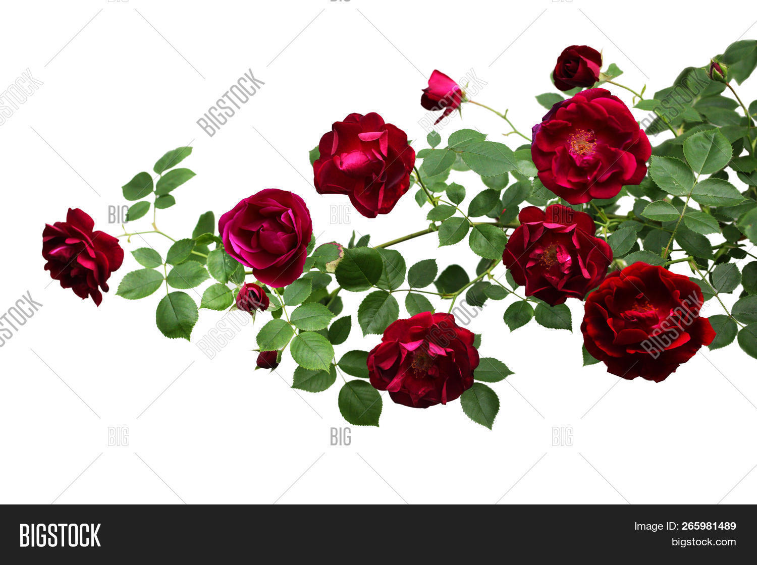 Branch Of Roses Branch Rose Flowers Image & Photo (Free Trial) | Bigstock