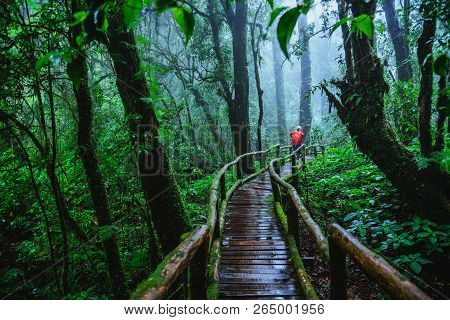 Asian Women Travel Relax Nature Study In The Jungle At Chiangmai In Thailand.