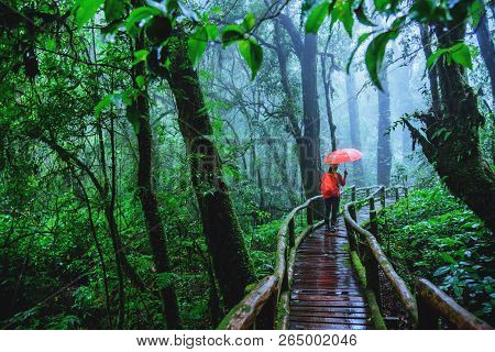 Asian Women Travel Relax Nature Study In The Jungle At Chiangmai In Thailand.