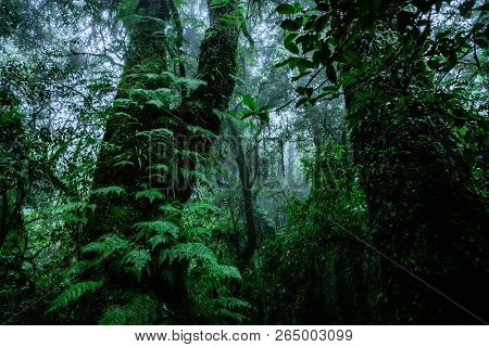 Trees And Forests In The Range Rain Forest Green Moss At Angka Nature  In Doi Inthanon National Park
