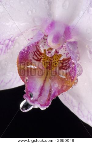 Nasse Orchid