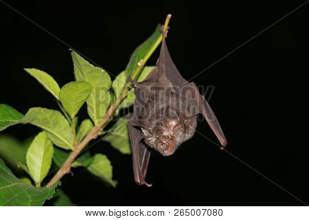 Bat Is Mammal And Call 