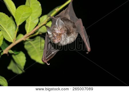 Bat Is Mammal And Call 