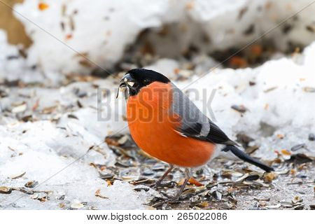 Male Eurasian Common Bullfinch bird in orange with beak full of nut seed standing on ground with snow in Austria, Europe. Bullfinch is passerine bird in red black gray perching  (Pyrrhula pyrrhula)
