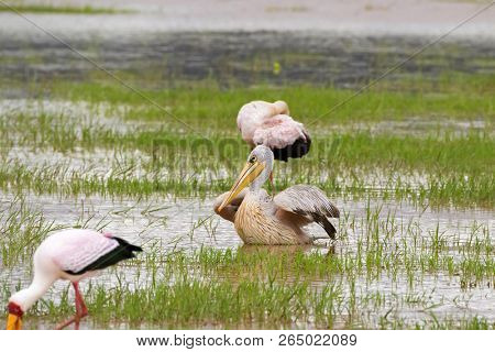 African Pink-backed Pelican among Yellow-billed Storks foraging for fish in water at Lake Manyara, Tanzania, East Africa