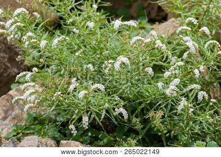 White flowers of Scorpion's tail growing  at Serengeti National Park in Tanzania, East Africa (Heliotropium steudneri)