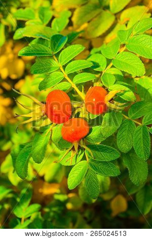Sweet Red Berry Briar Growing On Bush With Green Leaves, Natural Plant Product Hanging On Branch. Br