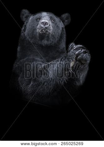 American black bear (Ursus americanus) the black and white portrait