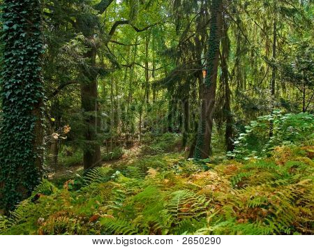 Bregner og skov