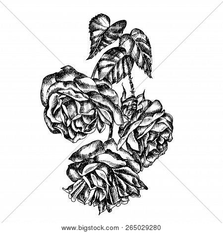Beautiful Graphic Bouquet With Flowers Rose  Illustration