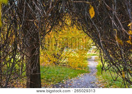 Autumn Branches Without Leaves Like An Arch Above The Path In The Park. Bare Tree Or Bush Branches