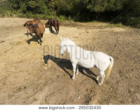 Horses In Le Val-saint-germain, Essonne, Ile-de-france, France