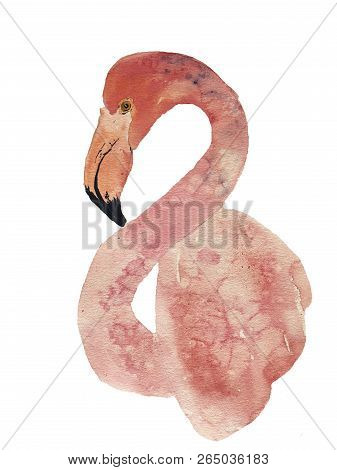 Watercolor Illustration Of Pink Flamingo. Hand Drawn Art.