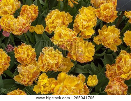 Tulip Called Esprit  Blooming In A Garden