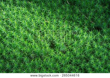 Closeup Of Green Understory, Underbrush Or Undergrowth, Vegetation On The Forest Floor