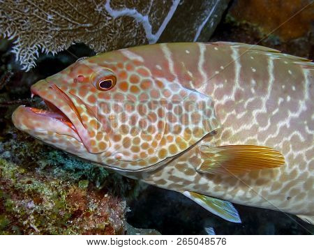 Tiger Grouper,mycteroperca Tigris Is A Species Of Fish In The Family Serranidae.