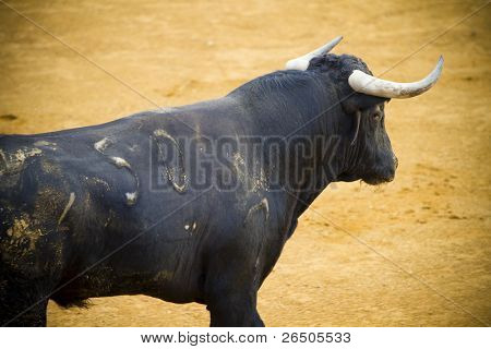 Bekämpfung der Stier Bild aus Spanien. Corrida de toros