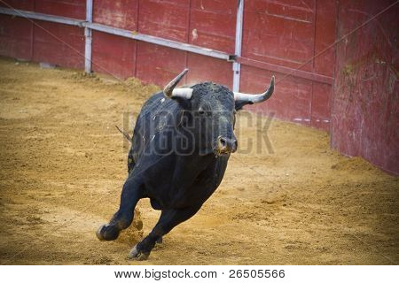 Bekämpfung der Stier Bild aus Spanien. Corrida de toros