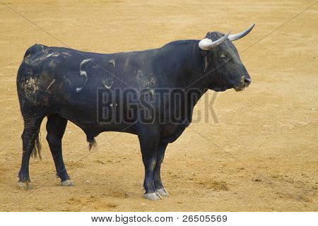 Bekämpfung der Stier Bild aus Spanien. Corrida de toros