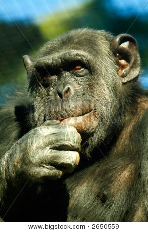 Chimpanzee