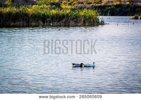 Mallard Couple Swimming At The Lake Of Yuma, Arizona