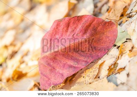 Autumn Red Coloured Leaf Fallen On Ground During Fall Season