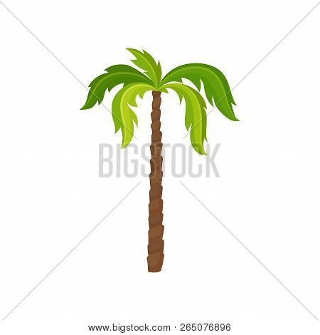 Palm Tree With Big Bright Green Leaves And Brown Trunk. Exotic Plant. Element Of Tropical Jungle. Na