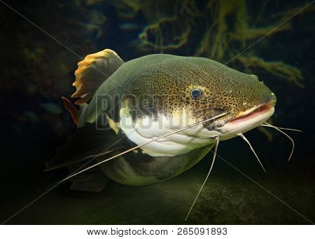 Underwater photography of The Red Tail Catfish (Phractocephalus hemiliopterus). This tropical fish is native to the Amazon, Orinoco, and Essequibo river basins of South America. 
