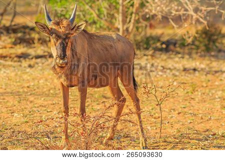 Calf Of Wildebeest, Connochaetes Gnou, Standing In The Savannah, Pilanesberg National Park, South Af