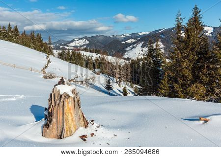 Winter  Morning Picturesque Mountain Hill  Snow Covered And Some Withered Windbreak Trees And Stump 