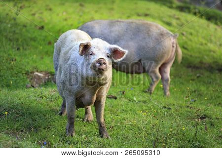Domestic Pigs Graze On A Green Meadow. Portrait Of A Pig