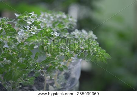Artillery plant, Pilea microphylla, Central of Thailand