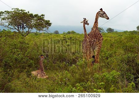 Three Funny Giraffes In Arusha National Park, Tanzania
