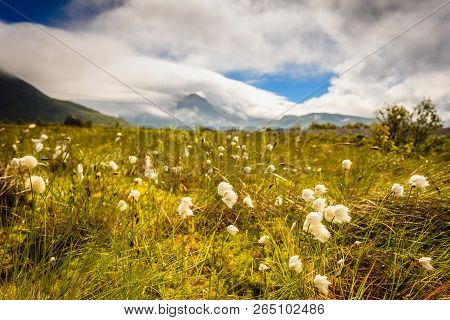 White Flowers And Mountains Covered With Clouds In Background. Gimsoya Island Landscape, Nordland Co