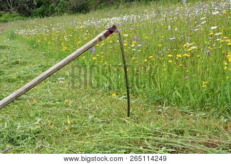 Tradition Scythe For Mowing The Green Grass On Meadow