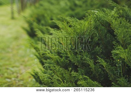 Thuja Korean Undersized Thickets High Resolution Photo.