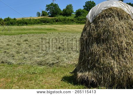 Storing Of Hay On The Meadow Traditionally With Forks And Rakes