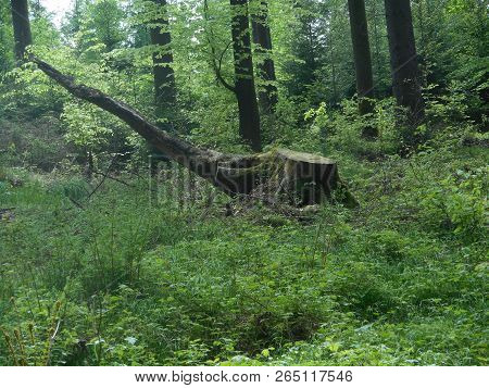 Bizarre Tree Stump In The Forest Green Grass