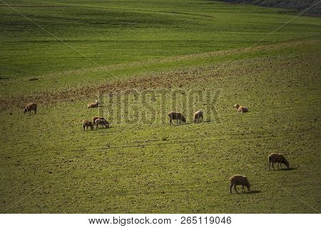 Sheep Grazing In Majestic Green Fields In Caledon, Western Cape, South Africa.