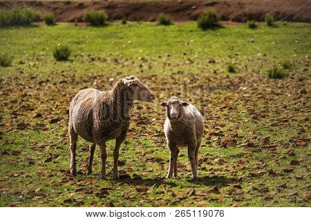 Close Up Of Sheep In Green Field In Caledon, Western Cape, South Africa.
