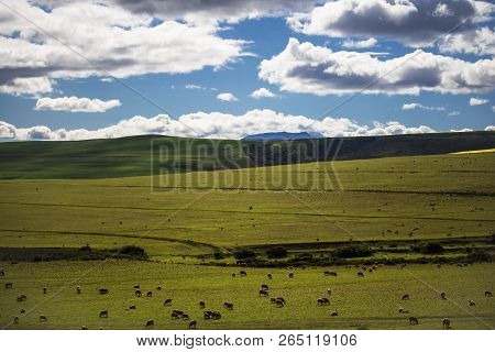 Sheep Grazing In Majestic Green Fields In Caledon, Western Cape, South Africa.
