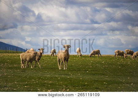 Ram And Sheep On A Green Field In Caledon, Western Cape, South Africa.