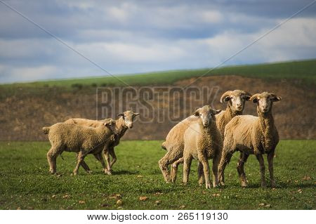 Medium Shot Of Sheep In Green Field In Caledon, Western Cape, South Africa.
