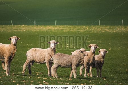 Medium Shot Of Sheep In Green Field In Caledon, Western Cape, South Africa.