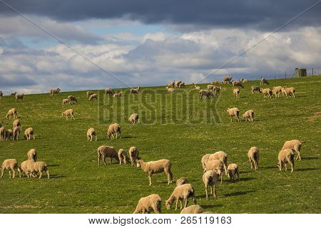 Sheep Grazing In Magestic Green Fields In Caledon, Western Cape, South Africa.