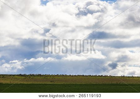 Wide Shot Of Sheep Grazing In Green Field In Caledon, Western Cape, South Africa.