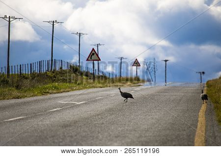 Hadeda Crossing A Rural Road With A Dramatic Sky.