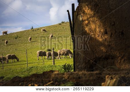 Sheep Grazing In Green Fields With Ruin In The Foreground - Napier, Western Cape, South Africa.