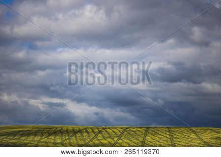 Canola Flower Field On A Farm In Caledon, Western Cape, South Africa.